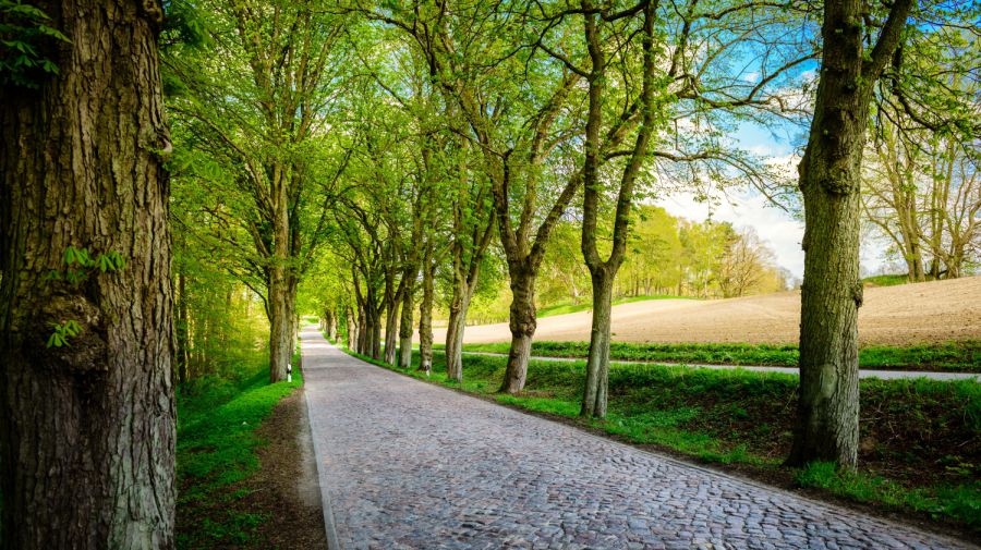 Ebersberg Reh gerissen