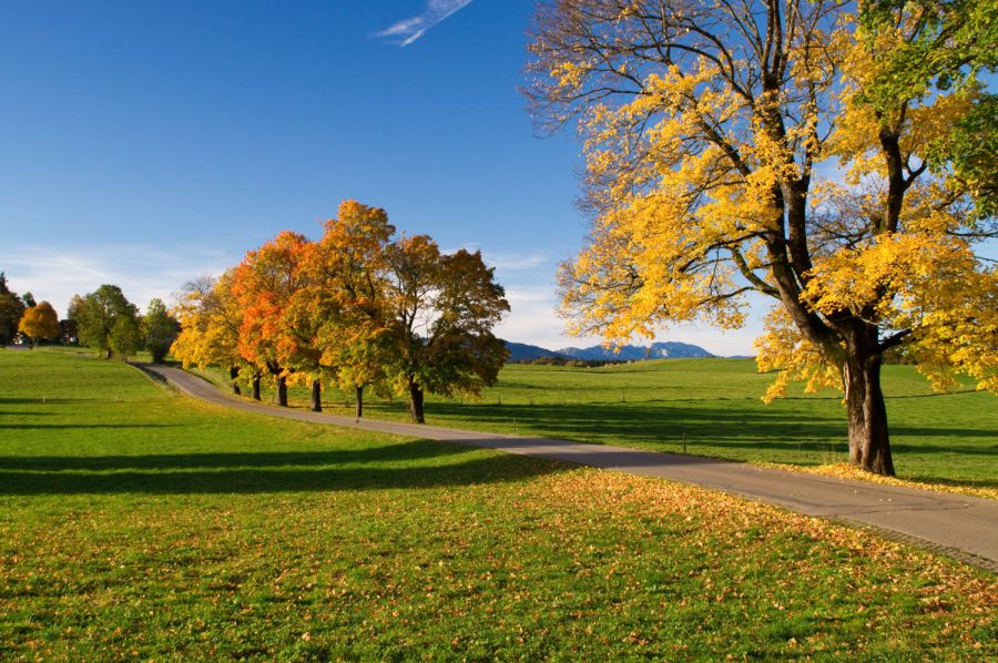 Pkw prallt gegen Baum