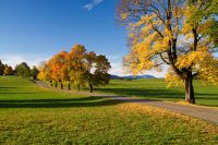 Pkw prallt gegen Baum