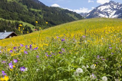 Burghausen Ein Bienenvolk zieht um