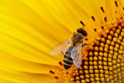 Bienenschwarm entwendet