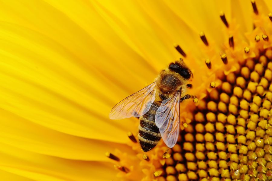 Bienenschwarm entwendet