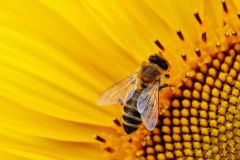 Bienenschwarm entwendet