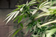 Erding Marihuana im Subwoofer Polizei nimmt Rausch