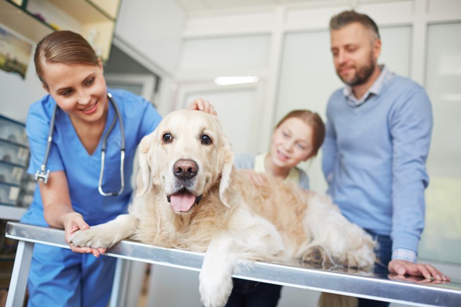 Vaterstetten Verwahrloster Hund aus Wohnung gerett