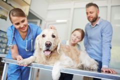 Vaterstetten Verwahrloster Hund aus Wohnung gerett