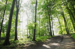 Oberpframmern Wildernde Hunde