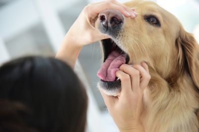 Eglharting Warnhinweis zu Tierködern